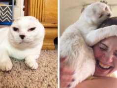Woman Adopts Earless And Deaf Senior Cat Everybody Ignored, And Later He Saves Her