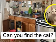 Almost Nobody Could Find The Cat In This Picture, And Her Owner Posted A Whole Gallery Of Her Ninja Cat