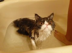 10+ Cats Who Absolutely Love Being In Water