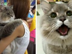 Meet Bone Bone, The Enormous Fluffy Cat From Thailand That Everyone Asks To Take A Picture With