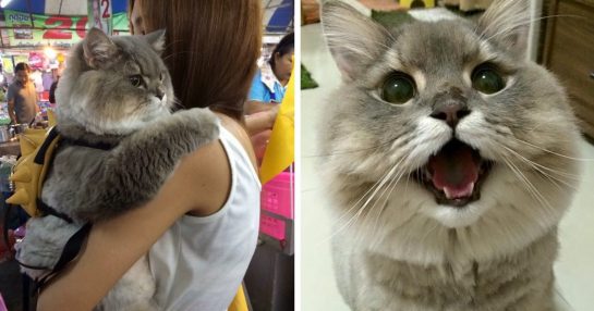 fluffy-cat-bone-bone-thai-fb2-545x286