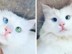 This Cat’s Eyes Of Different Colors Will Capture Your Heart Immediately