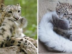 Snow Leopards Love Nomming On Their Fluffy Tails