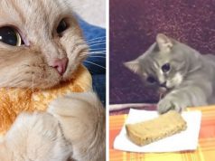 Tumblr User Has An Explanation For The Question: Why Cats Are Obsessed With Eating Bread