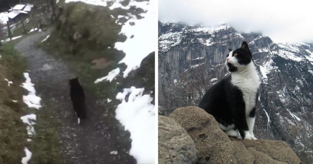 cat-guide-man-mountain-gimmelwald-switzerland-fb