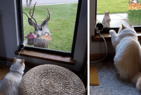 Meet Sochi, The Most Beautiful Disney Princess In Cat Version