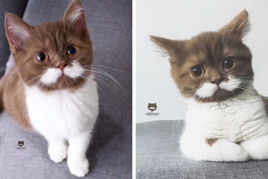 Meet Gringo, The Cat Who Mustached His Way Into Our Hearts